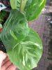 Maranta Leuconeura 'variegata ' env. 30 cm Arrow root - Voir les images du produit 3