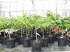 Indianerbanane 180 cm Asimina triloba Sunflower Papau Produktbild-Vorschau 5