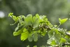 Ginkgo biloba 'Troll', Fächerblattbaum, kompakt, 60–70 cm Produktbild-Vorschau 1