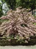 Kolkwitzie 80-100 cm, im Topf - Kolkwitzia amabilis Produktbild-Vorschau 14