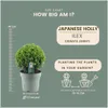 Plants by Frank | Houx crénelé boule XL | 2 Ilex crenata Voir les images du produit 4