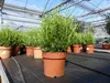 4x echter Rosmarin Officinalis 50 - 60 cm Höhe, XL Busch Ø Produktbild-Vorschau 4