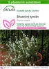 SAFLAX - Skutečný tymián - Thymus vulgaris - 200 Semena - S Náhled obrázku produktu 1