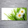 Acrylglasbilder 120x60 Wandbild Druck Gras Gänseblümchen Produktbild-Vorschau 2