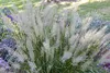 Stauden Gänge 1 x Calamagrostis brachytricha im 1 Liter Produktbild-Vorschau 7