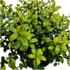 Planten van Frank | Taxushaag | Ilex Crenata 'Jenny' | Productafbeelding-voorbeeld 3