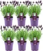 Plants by Frank | 6 Französische Lavendel Pflanzen | Produktbild-Vorschau 1