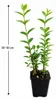Ligustrum ovalifolium 30–50 cm – Ovalblättriger Liguster, Produktbild-Vorschau 5