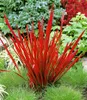 BALDUR Garten 4er Rote Gräser-Kollektion, Pflanzen mit 9x9 Produktbild-Vorschau 3
