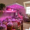 A collection of succulents and other plants are arranged on wooden shelves under a grow light. Náhled obrázku produktu
