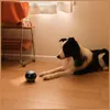 A black and white dog lies on a wooden floor next to a small, round, gray electronic device with a digital display. Produktbild-Vorschau