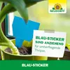 Neudorff Blautafeln für Thripse und fliegende Schädlinge, Produktbild-Vorschau 6