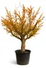 A potted bonsai tree with orange and yellow foliage. Produktbild-Vorschau