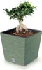 A bonsai tree in a square green planter. Produktbild-Vorschau