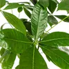 Pachira Aquatica con cesto in vimini - Altezza 120-140cm - Anteprima dell’immagine prodotto 4