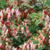 A close-up view of a flowering plant with red, pink, and green blooms and leaves. Anteprima dell’immagine prodotto