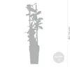 Trachelospermum Jasminoides - Toskanischer Jasmin - Rosa - Produktbild-Vorschau 4