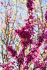 Cercis chinensis 'Avondale', Judasbaum, purpurrosa, 40–60 Produktbild-Vorschau 5