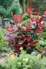 Photinia fraseri 'Red Robin', Glanzmispel, rot, 60–80 cm Produktbild-Vorschau 13