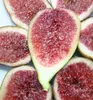 Feigenbaum ´TWOTIMER® GUSTIS´ 30-40 cm, Cont. 2 l Produktbild-Vorschau 1
