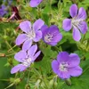 6 x Geranio selvatico  - Geranium sylvaticum 'Mayflower'  | Anteprima dell’immagine prodotto 2