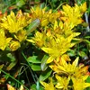 6 x Sédum du Kamtchatka - Sedum kamtschaticum | Pot 9cm x Voir les images du produit 2