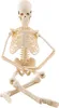 1szt ludzki model anatomiczny szkieletu Medyczne narzędzie Podgląd zdjęcia produktu 3