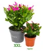 Großer Weihnachtskaktus – Schlumbergera – XXL – Topf 17 cm Produktbild-Vorschau 5