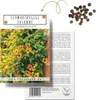 Schwarzäugige Susanne (Thunbergia alata) - Wunderschöne Produktbild-Vorschau 1