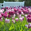 Bloomique - Mix van 20 - Tulipa Purple Mix - Paarse Mix - Voir les images du produit 4