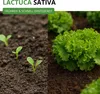 Schnittsalat Verde ricciolina da taglio Samen - Lactuca Produktbild-Vorschau 2