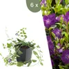 Plants by Frank | 6 Plantes de pervenche pourpre | Vinca Voir les images du produit 1