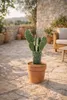 Opuntia rubescens Kaktus 25–30 cm – odporny na zimę opuncja Podgląd zdjęcia produktu 4