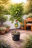 Winterharter Clementinenbaum Citrus × clementina 130–170 cm Produktbild-Vorschau 1