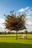 Crataegus laevigata "Paul's Scarlet"- Hochstamm, Rotdorn, Produktbild-Vorschau 1