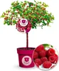 BALDUR Garten 1x Himbeer-Baum Raspbeary® mit Stamm & Krone, Produktbild-Vorschau 1