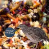 WachtelGlück® Wellness Wachtelfutter Produktbild-Vorschau 2