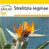 SAFLAX Kultivační sada - květ rajky (reginae) - Strelitzia Náhled obrázku produktu 9