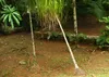 SAFLAX Anzucht Set - Elefantenfuß / Flaschenbaum - Produktbild-Vorschau 8