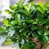 Chinesische Feige - pflegeleichte Zimmerpflanze, Ficus Produktbild-Vorschau 6