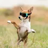 Hundebrille, kleine Rassen, UV-Schutz, Sonnenbrille, Produktbild-Vorschau 3