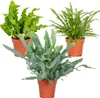 Bloomique - 3er-Mix - Luftreinigende Farne - Asplenium, Produktbild-Vorschau 1