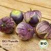 Samenliebe  Tomatillo Samen | Purple Tomatillo - violett - Produktbild-Vorschau 4