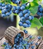 A basket of blueberries tipped over on a wooden surface, with more blueberries scattered around and some still on the bush in the background. Produktbild-Vorschau