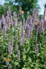 Agastache rugosa 'Black Adder', Duftnessel, violett, ca. Produktbild-Vorschau 1