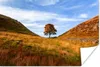 MuchoWow® Poster Der britische Sycamore Gap Tree in der Produktbild-Vorschau 1