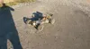 Pitbull X V5.2 Desert-Buggy 32ccm 2WD 1:5 RTR Produktbild-Vorschau 17