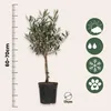 An olive tree in a pot, with a ruler on the left and icons on the right indicating sunlight, water, and frost tolerance, and pet friendliness. A size indicator shows the pot diameter. Produktbild-Vorschau