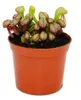 Pianta carnivora - Giglio cobra - Darlingtonia californica Anteprima dell’immagine prodotto 2