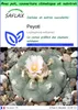SAFLAX Garden to go - Peyotl - 20 graines - Lophophora Voir les images du produit 1